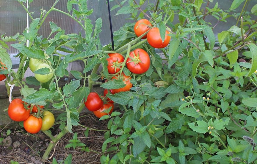 What to plant next to tomatoes for pest protection What to plant next to tomatoes for pest protection