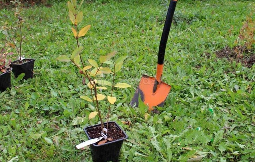 What to plant next to a spruce: fruit and ornamental crops What to plant next to a spruce: fruit and ornamental crops
