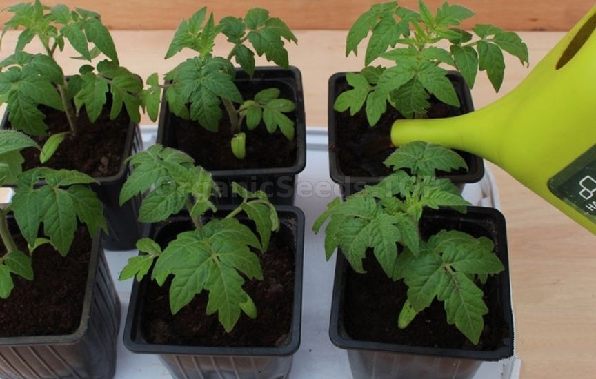How to grow healthy tomato seedlings