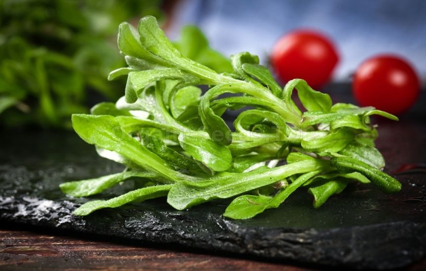 What to plant next to tomatoes for pest protection What to plant next to tomatoes for pest protection
