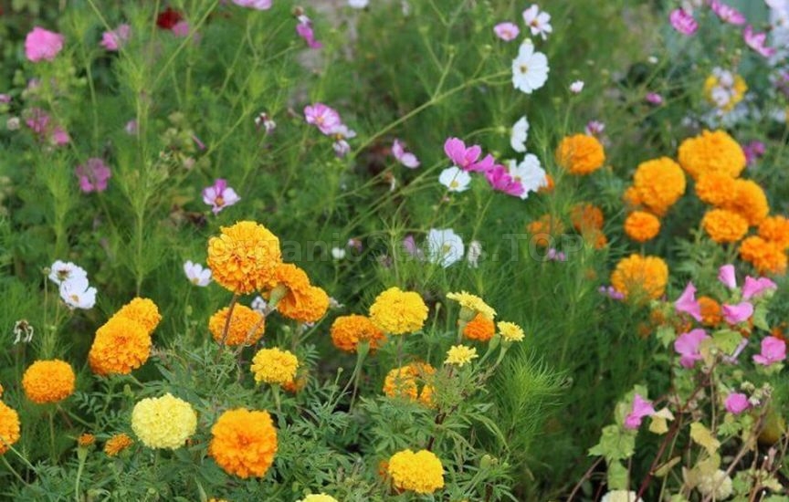 Annuals or perennials: what to choose