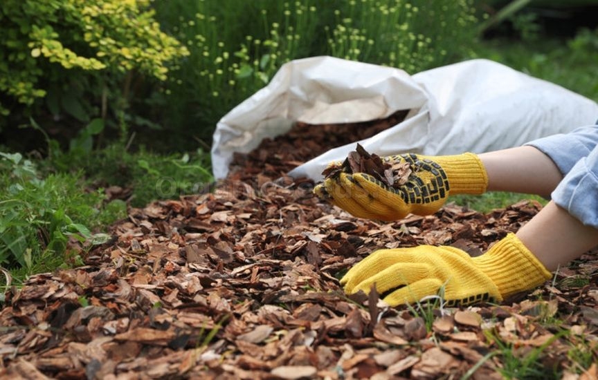 How to care for spirea in summer How to care for spirea in summer