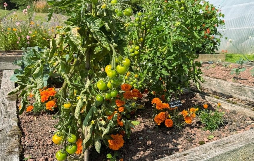 What to plant next to tomatoes for pest protection What to plant next to tomatoes for pest protection
