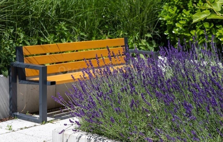 Without «chemicals»: 5 plants that repel pests Without «chemicals»: 5 plants that repel pests