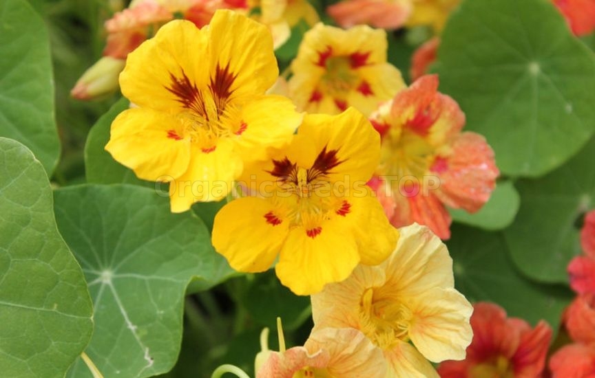 What flowers to sow directly into the ground in April–May