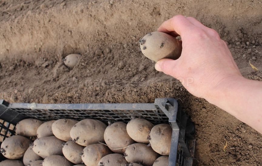 What else can be sown and planted in June to harvest in autumn