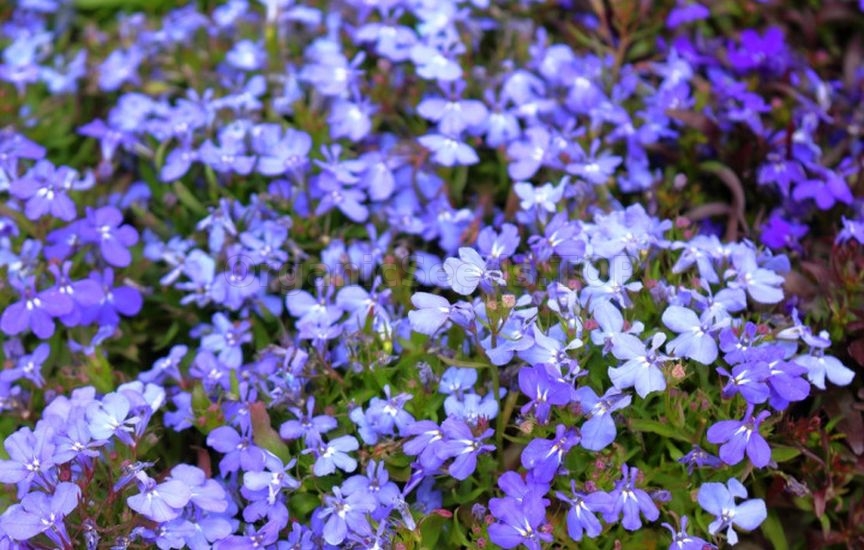 What flowers can be sown for seedlings already in January