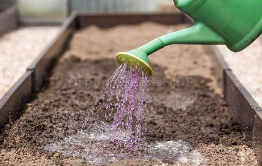 What should not be used to feed young seedlings What should not be used to feed young seedlings