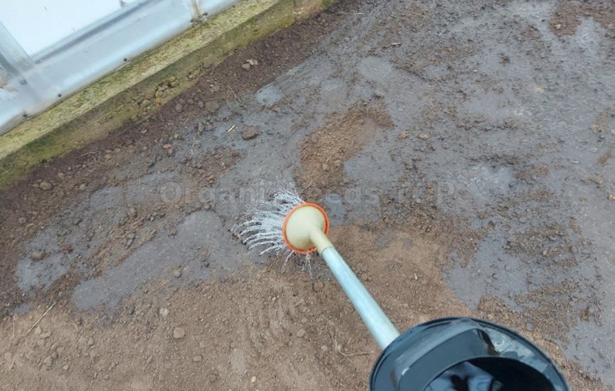 What to do in the garden and vegetable patch in March