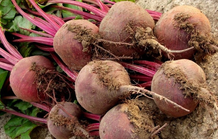 Which vegetables can be grown without seedlings