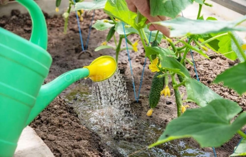 Why cucumbers become bitter and how to avoid it