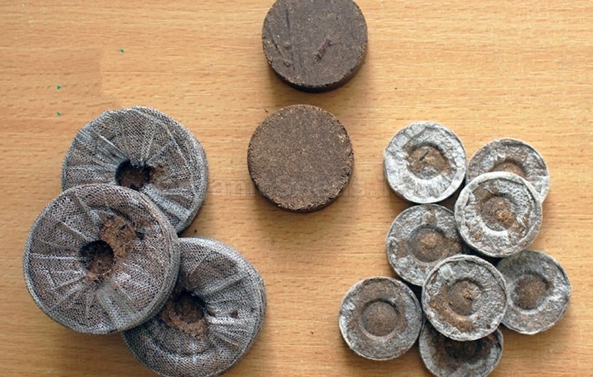 Seedlings in peat tablets: step-by-step instructions Seedlings in peat tablets: step-by-step instructions