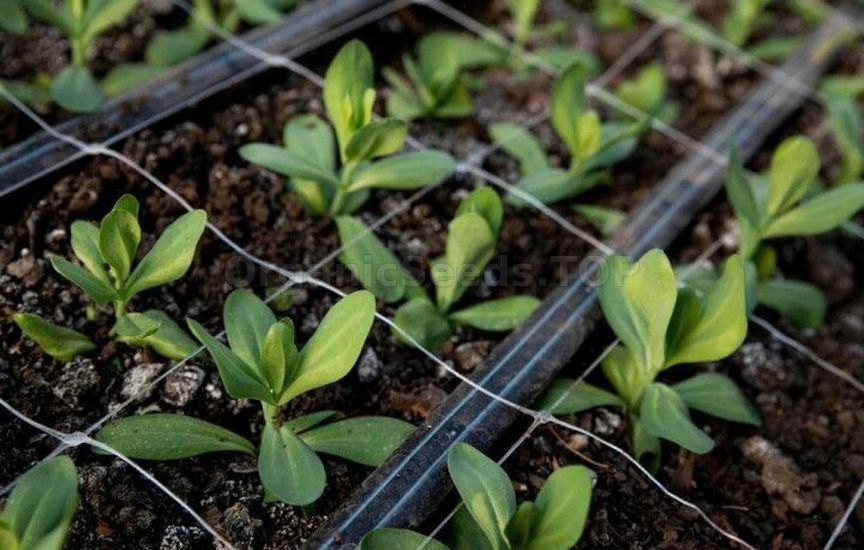 How to make a greenhouse useful in winter