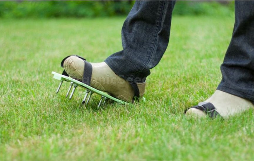 Moss on the lawn in autumn: why it appears and how to fight it