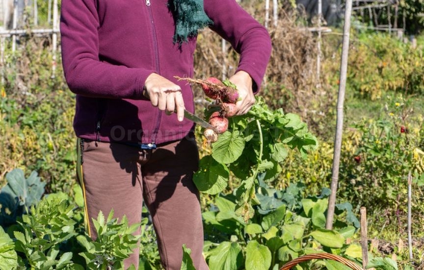 What to sow in vacant garden beds in late September What to sow in vacant garden beds in late September