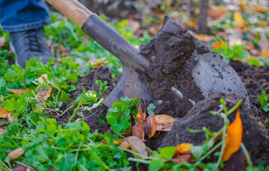 What to do with garden beds after harvesting What to do with garden beds after harvesting