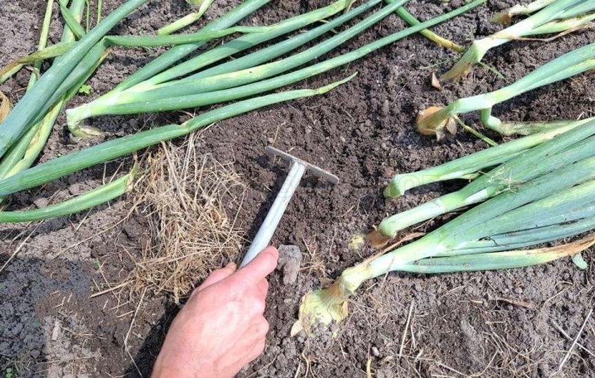 When to stop watering onions and garlic before harvesting
