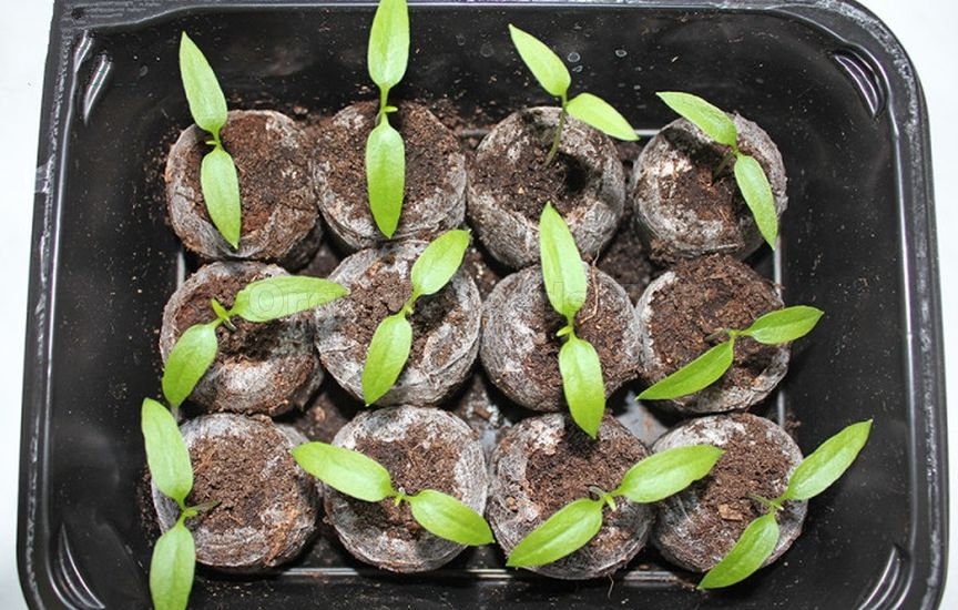 Seedlings in peat tablets: step-by-step instructions Seedlings in peat tablets: step-by-step instructions