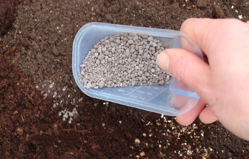 What to add to the soil for seedlings so that they grow strong and hea