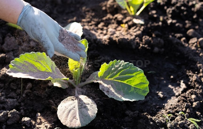 First feedings for vegetables: what, when, and how