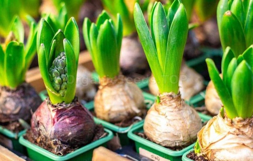 How to make a greenhouse useful in winter