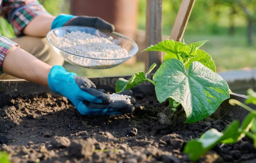 First feedings for vegetables: what, when, and how