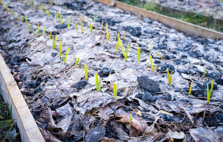 What to do with fallen leaves in the garden What to do with fallen leaves in the garden