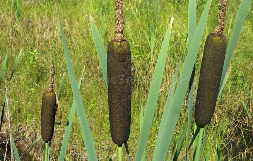 Differences between bulrush, cattail and common reed