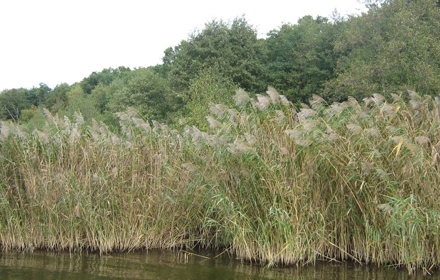 Differences between bulrush, cattail and common reed