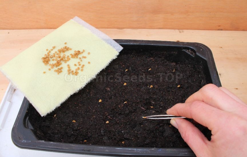 What to do in the garden and vegetable patch in March