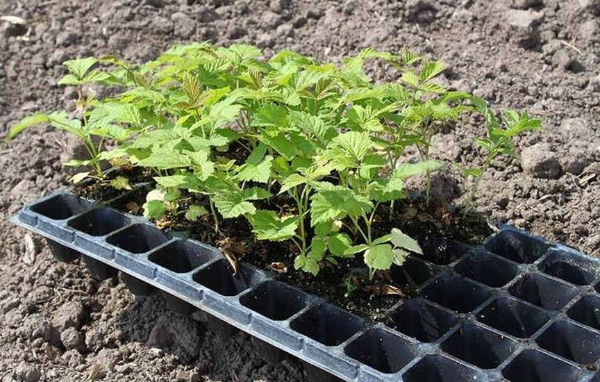 Growing raspberries from seeds at home