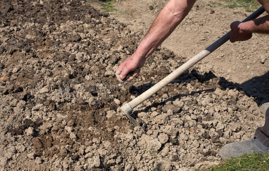 5 secrets of sweet and large carrots 5 secrets of sweet and large carrots