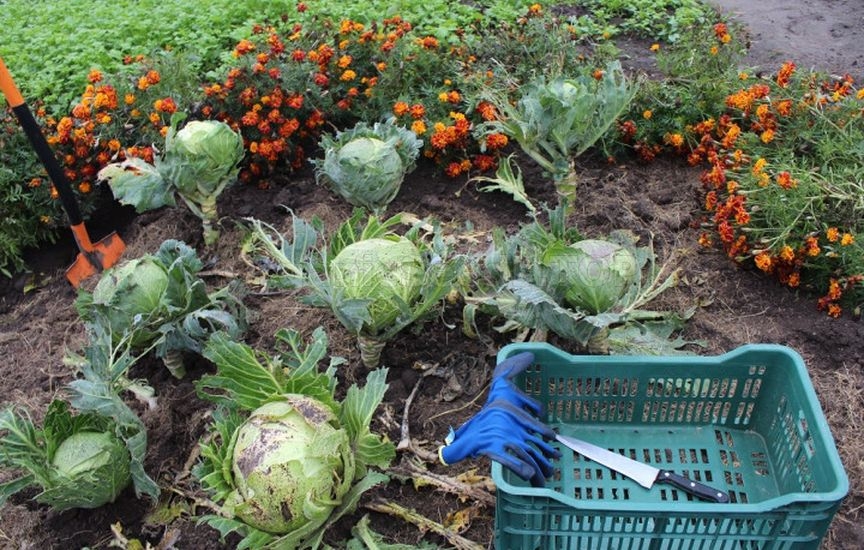 Cabbage until spring: how to harvest, prepare and store heads properly