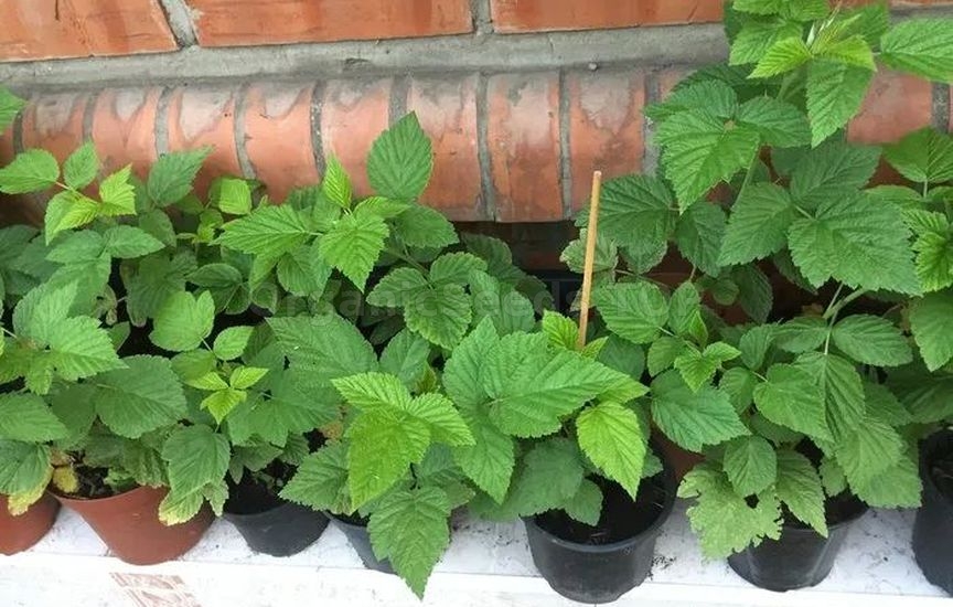 Growing raspberries from seeds at home