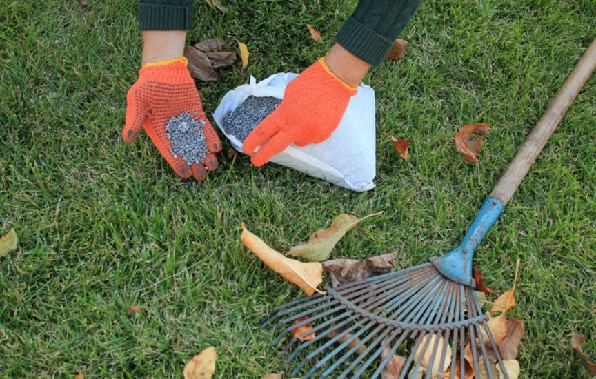Moss on the lawn in autumn: why it appears and how to fight it