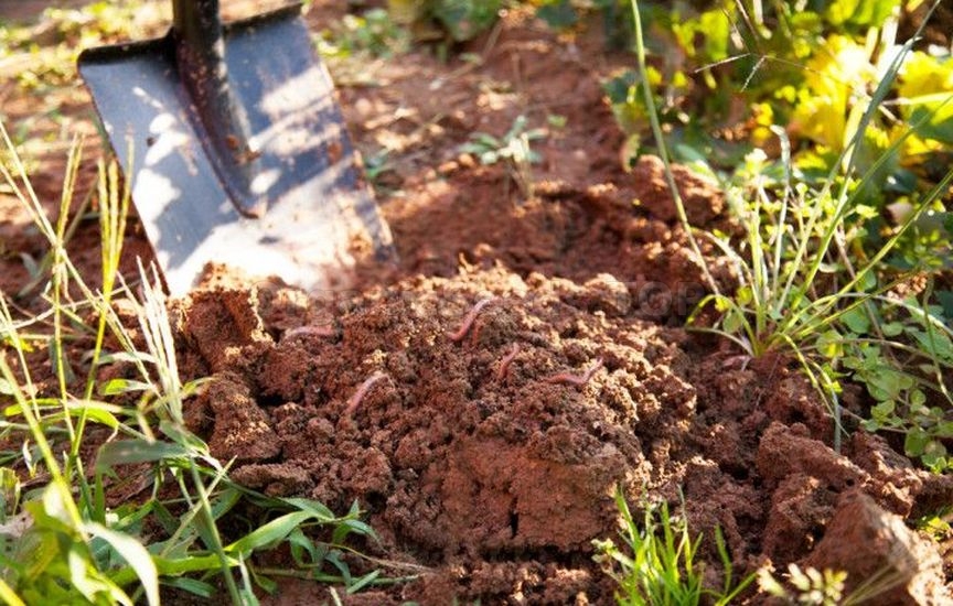 Preparation and storage of soil for seedlings