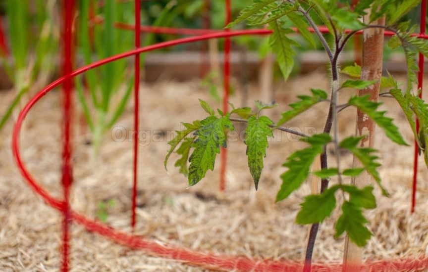 When and how to stake tomatoes