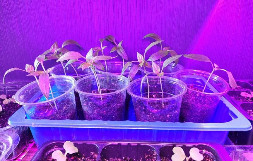 What to do if seedlings stop growing