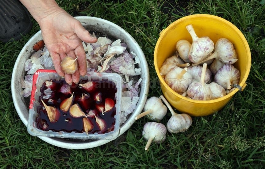 Autumn garlic planting: when, how, which Autumn garlic planting: when, how, which