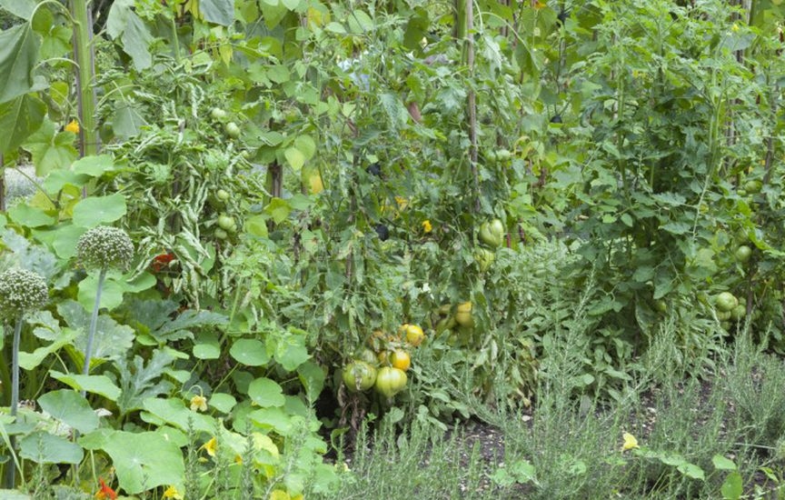 What to plant next to tomatoes for pest protection What to plant next to tomatoes for pest protection