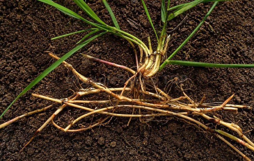 Couch grass is «taking over» the garden: what to do right now Couch grass is «taking over» the garden: what to do right now