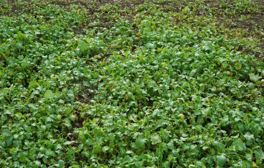 Couch grass is «taking over» the garden: what to do right now Couch grass is «taking over» the garden: what to do right now