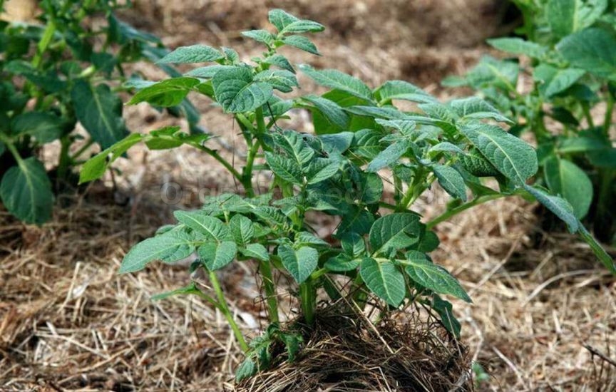 «Lazy» garden: how to cut maintenance in half