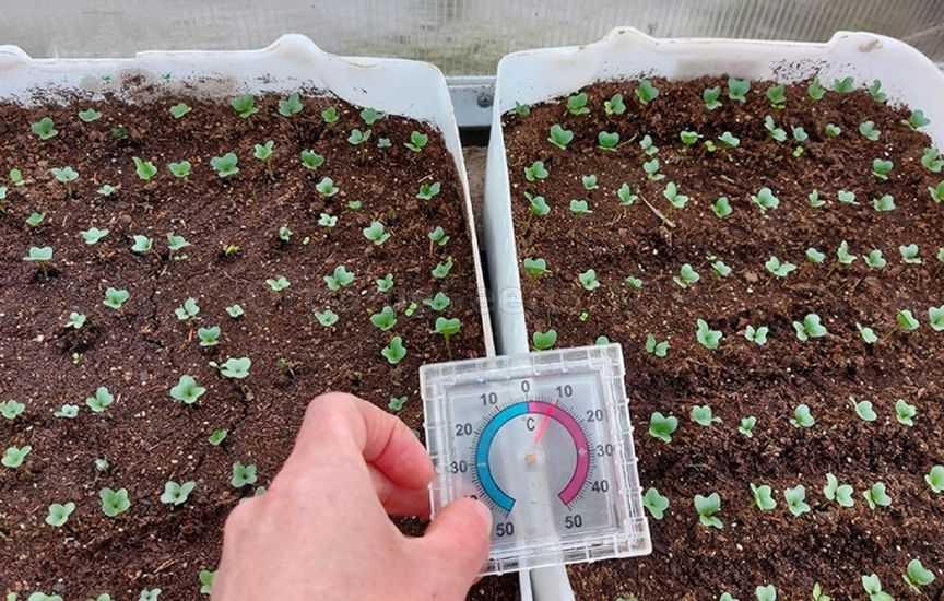 Seedlings of cabbage: timing and care