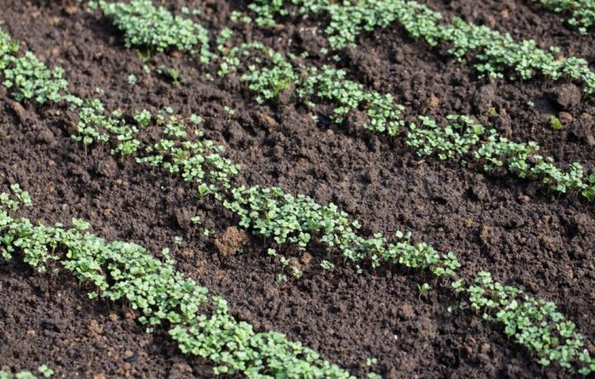 Natural methods of soil restoration