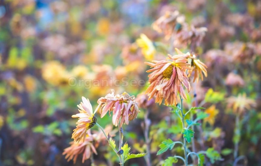 What to do in the flower garden in September