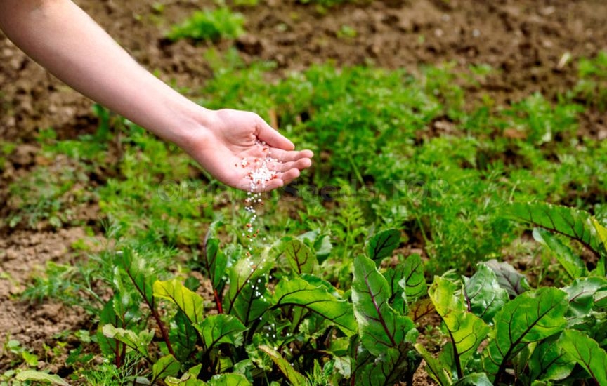 First feedings for vegetables: what, when, and how