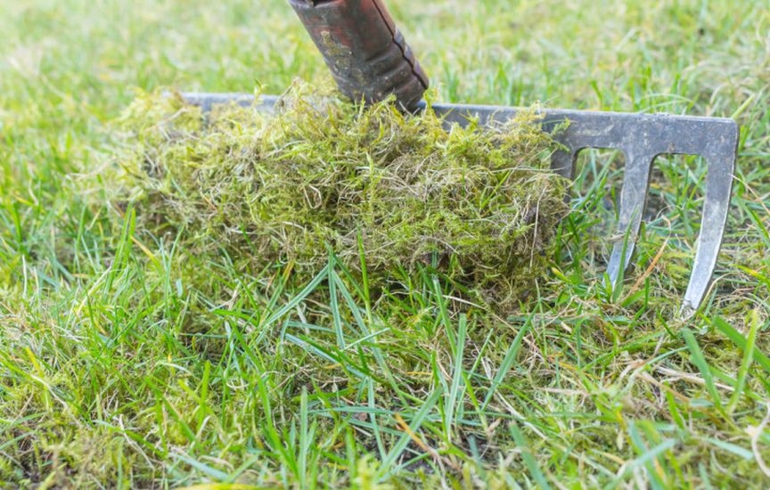 Moss on the lawn in autumn: why it appears and how to fight it