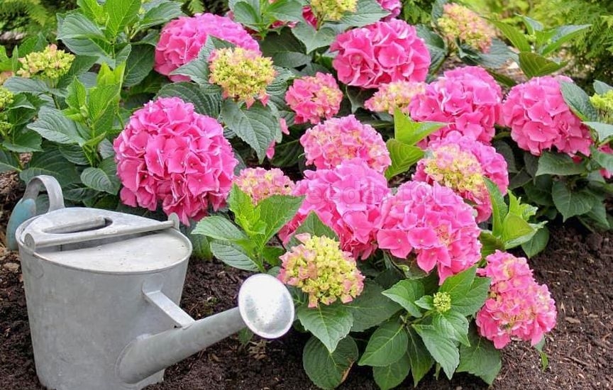 Hydrangea feeding in summer: what affects the size and color of the fl