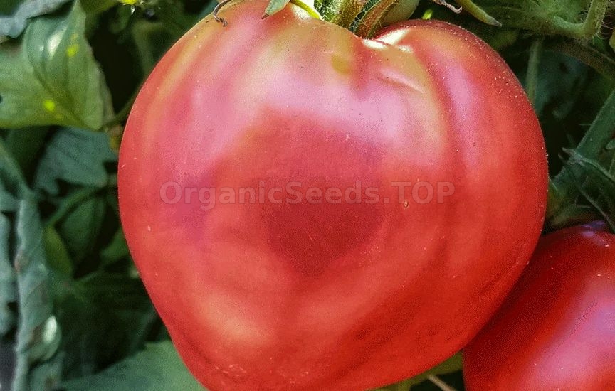 «Bull heart red» - Organic Tomato Seeds